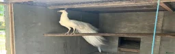 Peafowl poultry for sale: Stunning white male - Advert 4