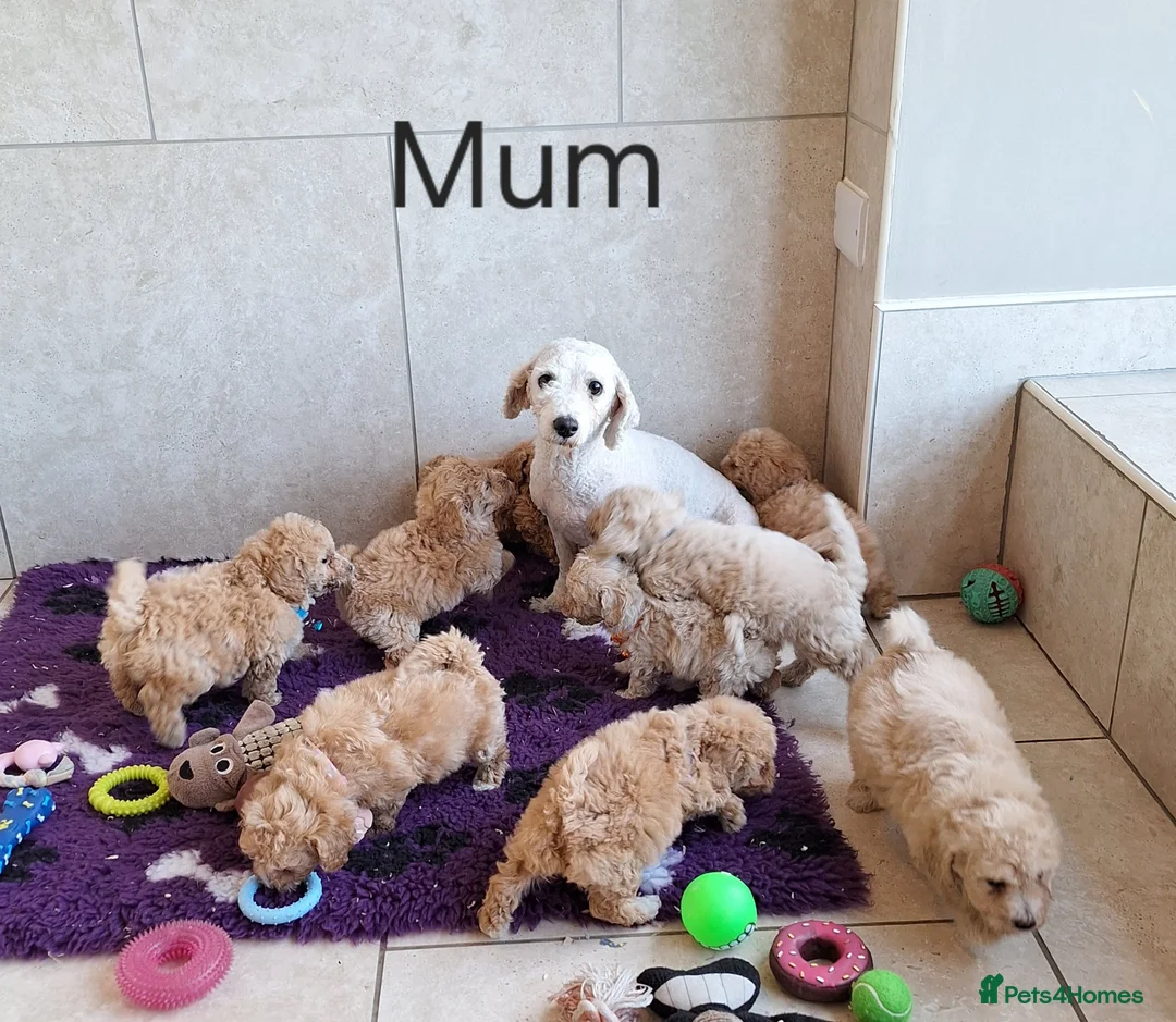 Poochon dogs for sale: F1 Poochon puppies 🥰 - Advert 22