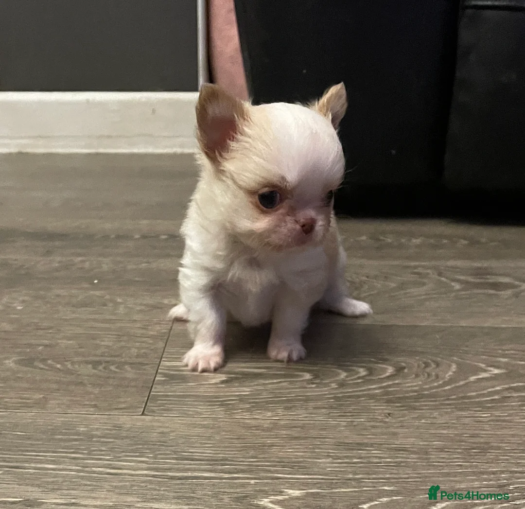 Chihuahua dogs for sale: Gorgeous  little  Longcoat Boy Kc 🌟🌟🌟🌟🌟 - Advert 12