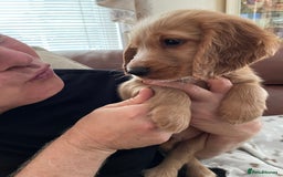 Cocker Spaniel dogs for sale:  Cocker spaniel puppies  - Advert 3