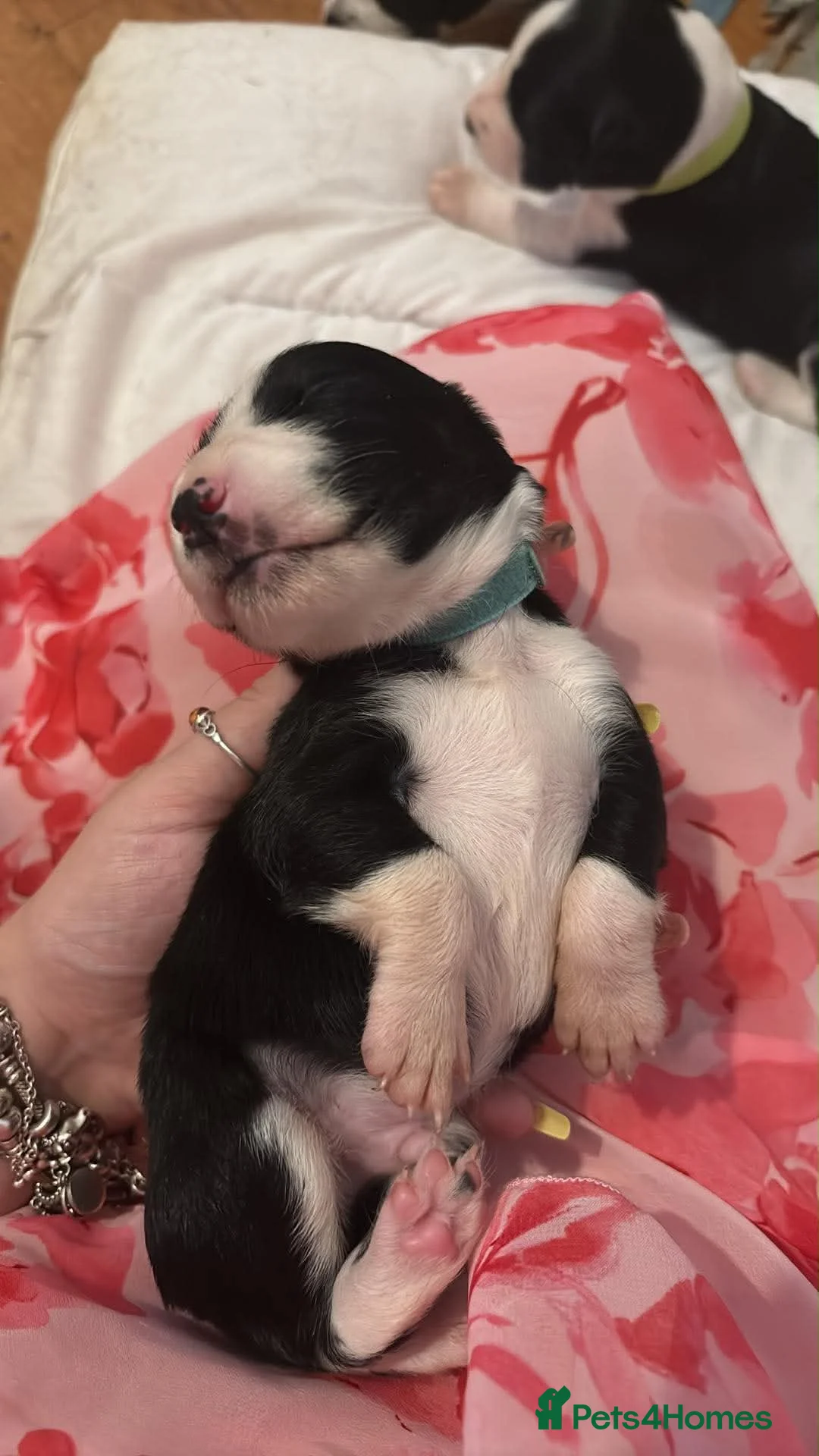 Mixed Breed dogs for sale: Gorgeous border collie x cocker spaniel puppies  in Mablethorpe - Advert 16