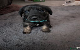 Mixed Breed dogs for sale: Golden Shepherd Puppies  - Image 2