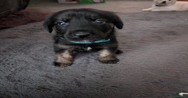 Mixed Breed dogs - Advert 3