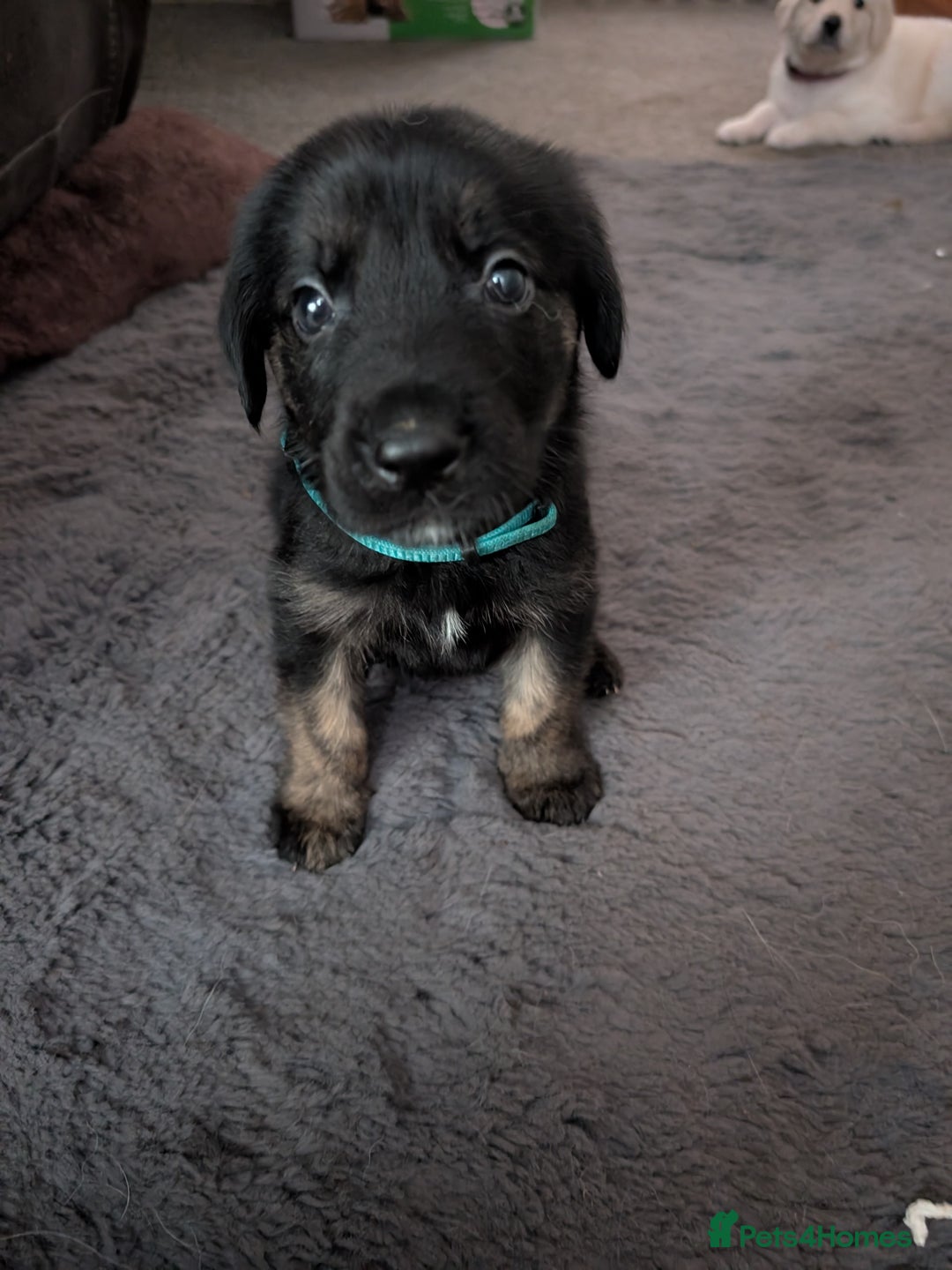 Mixed Breed dogs for sale: Golden Shepherd Puppies  - Image 2