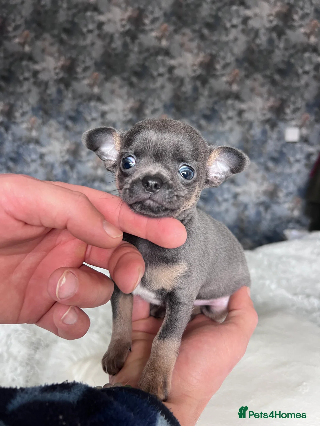 Chihuahua dogs for sale: Short coat chihuahuas available 🐾💓🐶 - Advert 2