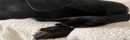 Mixed Breed cats for sale: 4 Adorable playful black kittens. Litter trained  - Advert 15