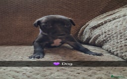 Mixed Breed dogs for sale: 5 lovely Lurchers  - Image 15