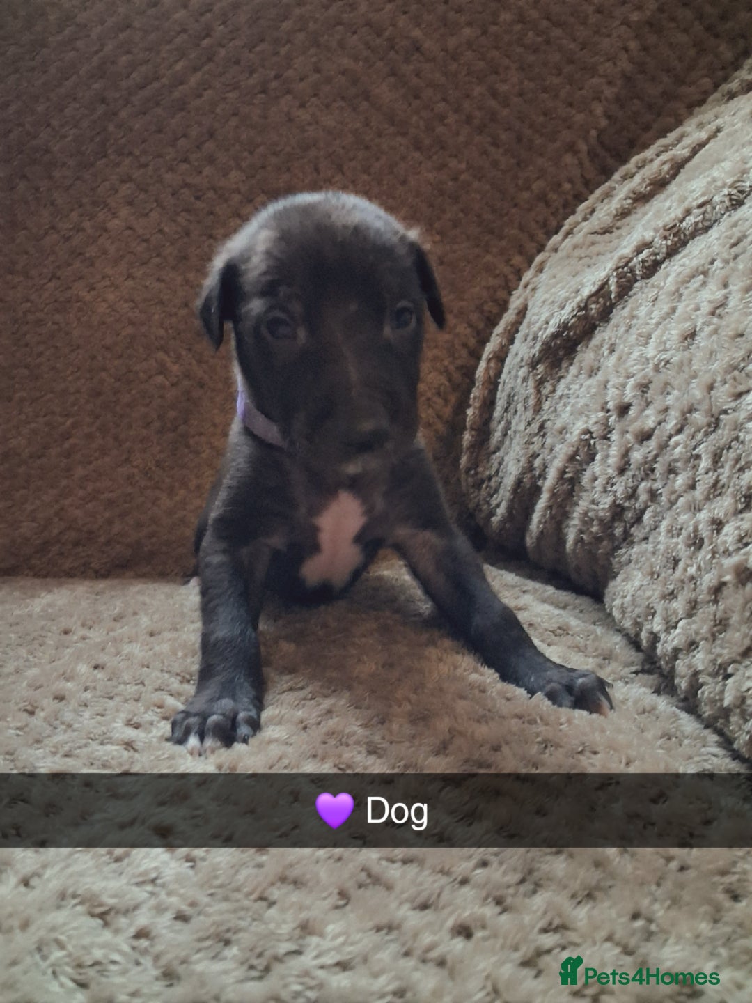 Mixed Breed dogs for sale: 5 lovely Lurchers  - Image 15