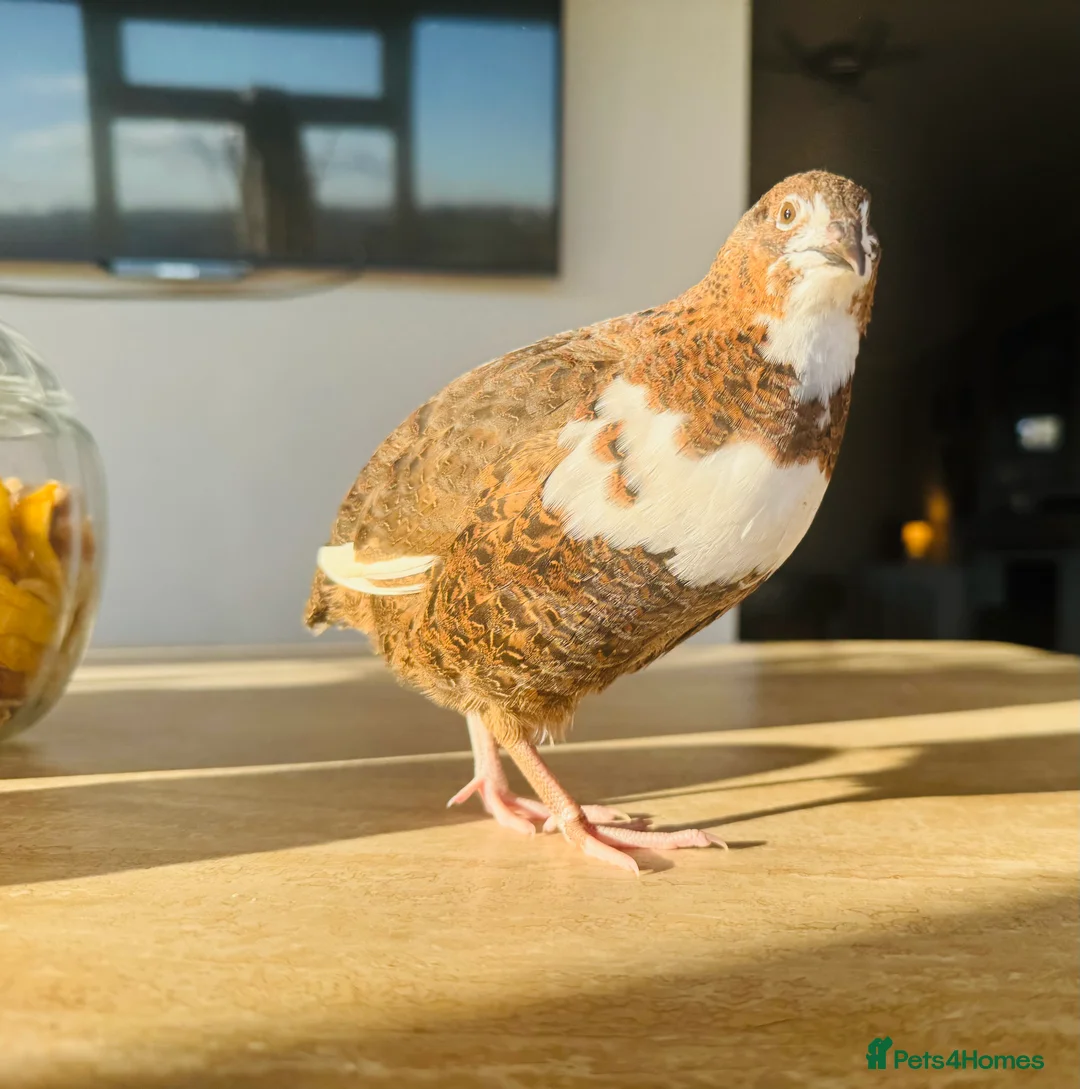 Quail poultry for sale: Pure Blue Celadon Coturnix Quail eggs  - Advert 3