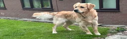 Golden Retriever dogs for stud: Golden Retriever for stud in Oswestry - Advert 3