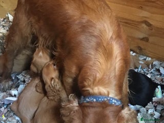 Cocker Spaniel dogs - Advert 11