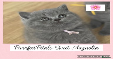 British Shorthair cats - Advert 11