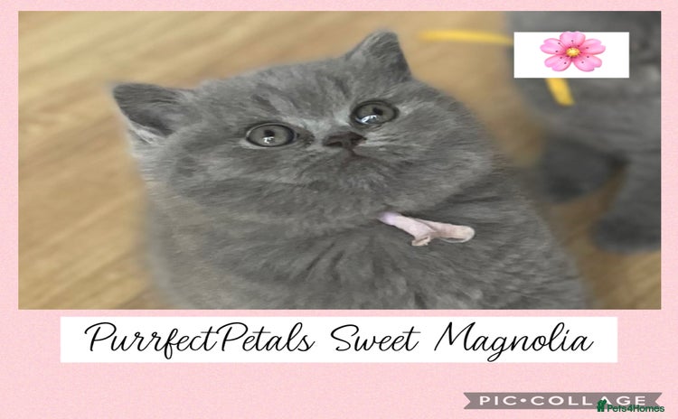 British Shorthair cats - Advert 10