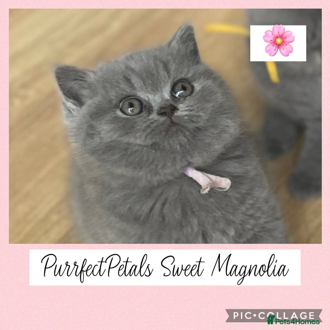 British Shorthair cats for sale: 🏆Champion GCCF British Shorthair kittens 🏆 - Image 1