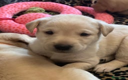 Labrador Retriever dogs for sale: Beautiful KC pure pedigree Labrador puppies - Image 3