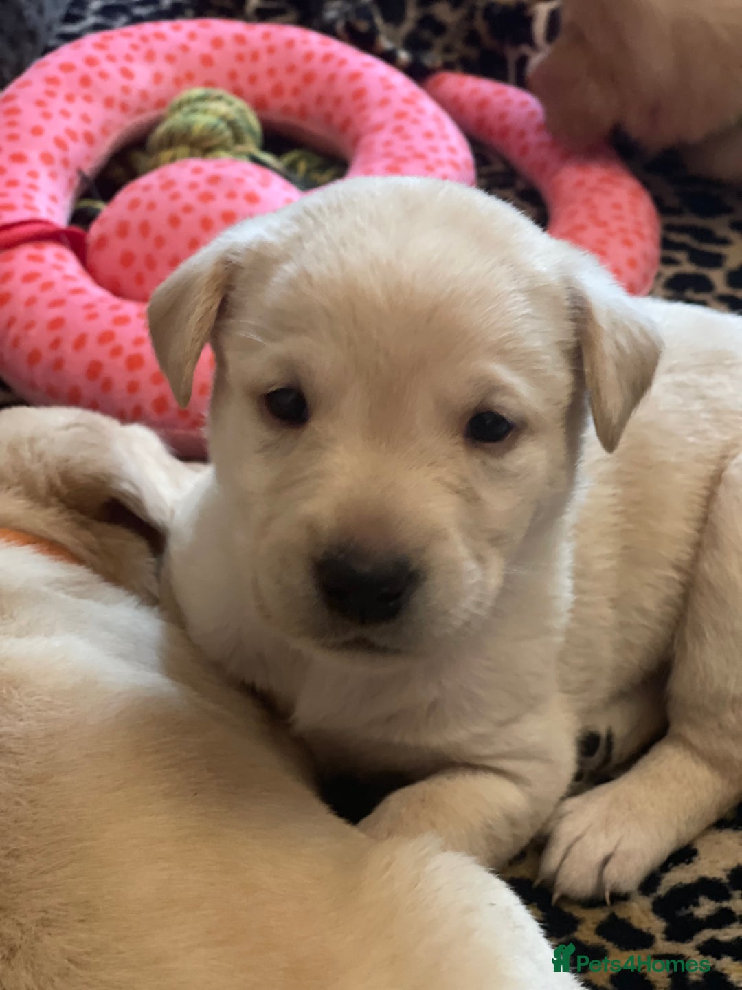 Labrador Retriever dogs for sale: Beautiful KC pure pedigree Labrador puppies - Image 3