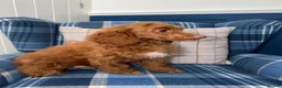 Miniature Poodle dogs for sale: 🩷Beautiful Mini Poodle Puppies - Ready Now 💜 - Advert 4