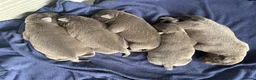 Staffordshire Bull Terrier dogs for sale: Blue staffy pups  - Advert 3