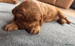 Cockapoo dogs for sale: Gorgeous F2 Cockapoo Puppies - Image 8