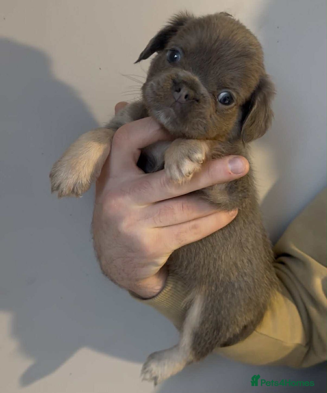 French Bulldog dogs for sale: French Bulldogs Fluffy - Advert 3