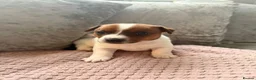 Jack Russell dogs for sale: Miniature jack russel puppies - Advert 5