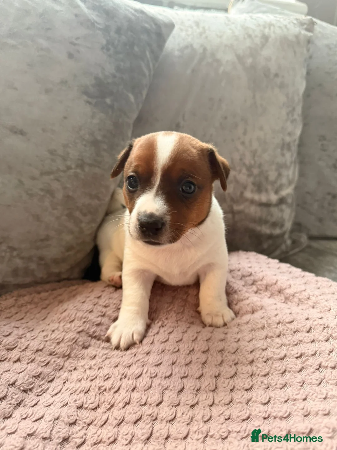 Jack Russell dogs for sale: Miniature jack russel puppies - Advert 5