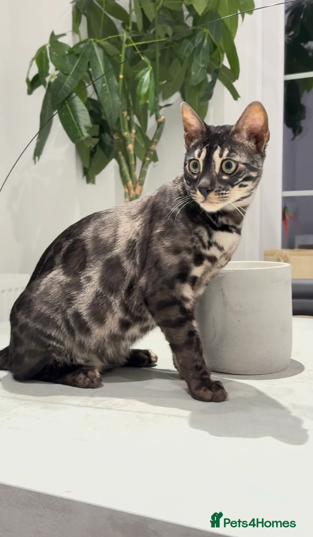 Bengal cats for sale: Hugo and Creed. Best Friends. Pedigree Bengals - Advert 5