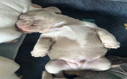 French Bulldog dogs for sale: KC registered French Bulldog puppies. READY 31/8 - Image 23