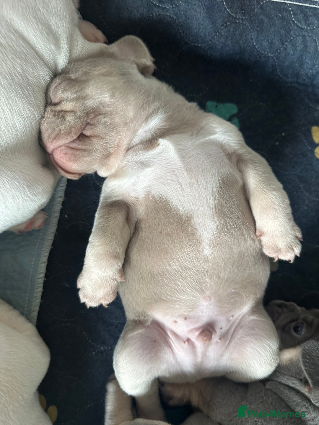 French Bulldog dogs for sale: KC registered French Bulldog puppies. READY 31/8 - Image 23
