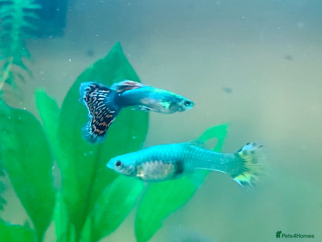 Live Bearers fish for sale: Mixed guppies - Image 16