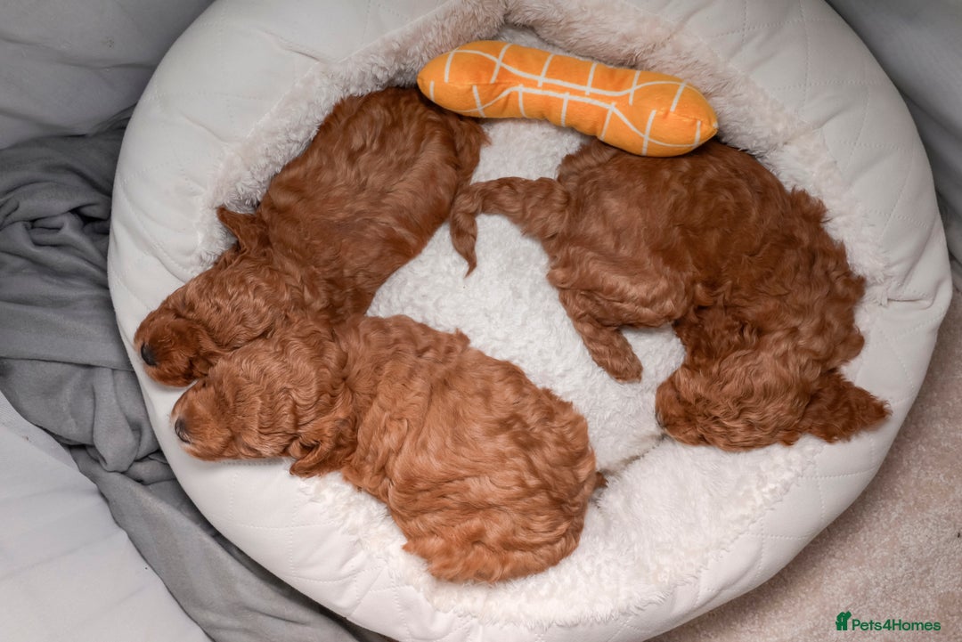 Poochon dogs for sale: Beautiful Red Poochon Puppies – Family Home Raised - Advert 5