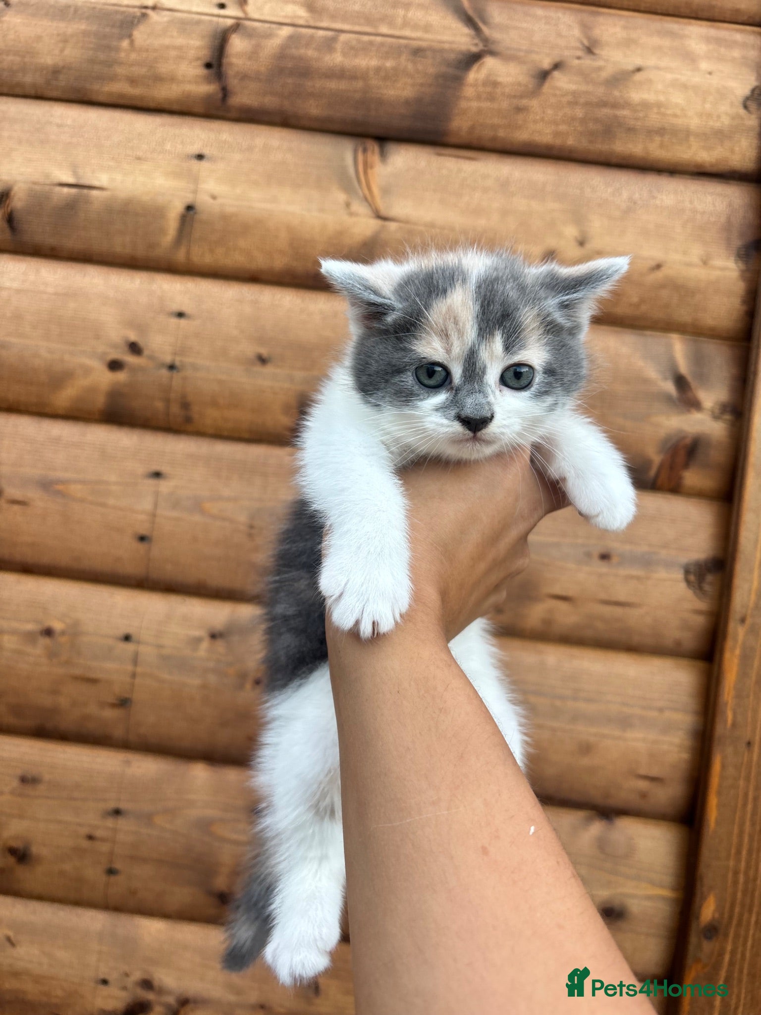 Mixed Breed cats 5 beautiful kittens  - Advert 3