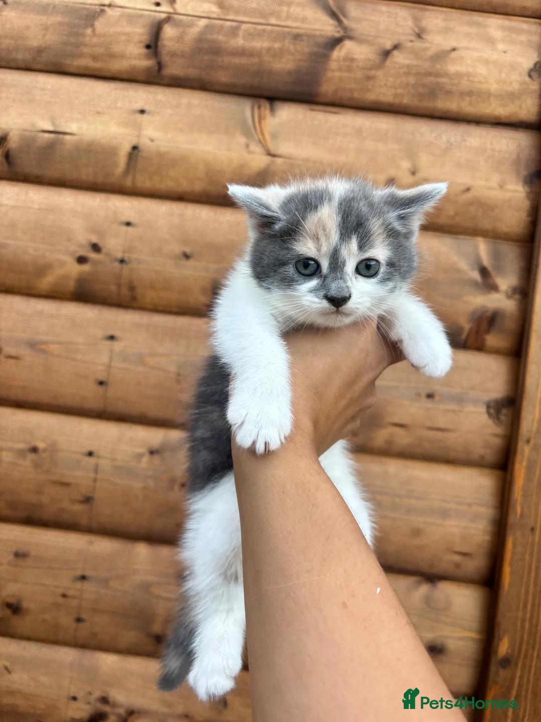Mixed Breed cats for sale: 5 beautiful kittens  in Royston - Advert 1