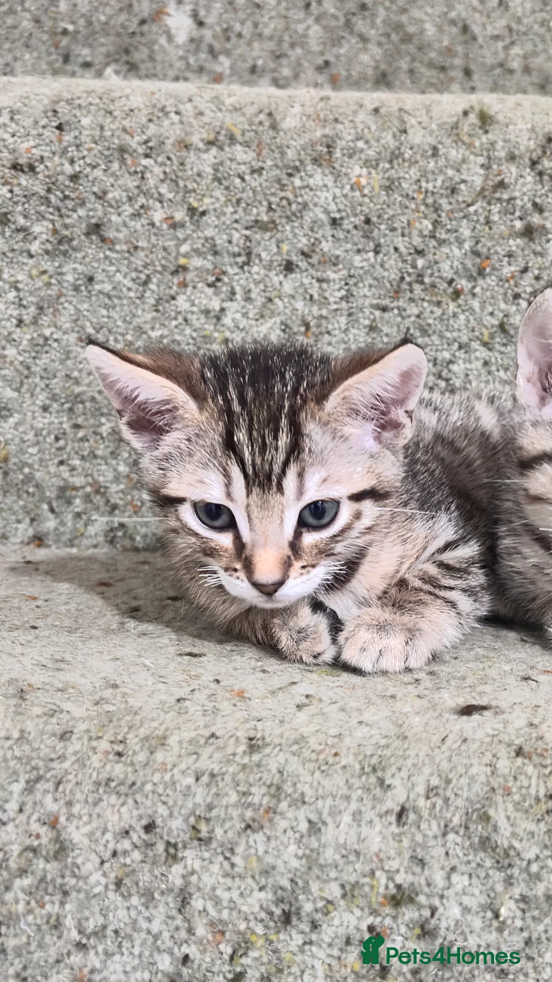 Bengal cats for sale: 2 Female Bengals for Sale in Kidderminster - Advert 2