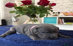 Staffordshire Bull Terrier dogs for sale: Blue Staffordshire Bull Terrier KC registered  - Image 10