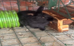 English rabbits for sale: Three male rabbits - free to a loving home - Image 1