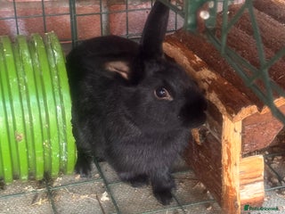 English rabbits for sale - Advert 1