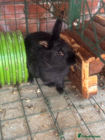 English rabbits - Advert 1