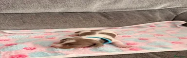 Miniature Dachshund 2