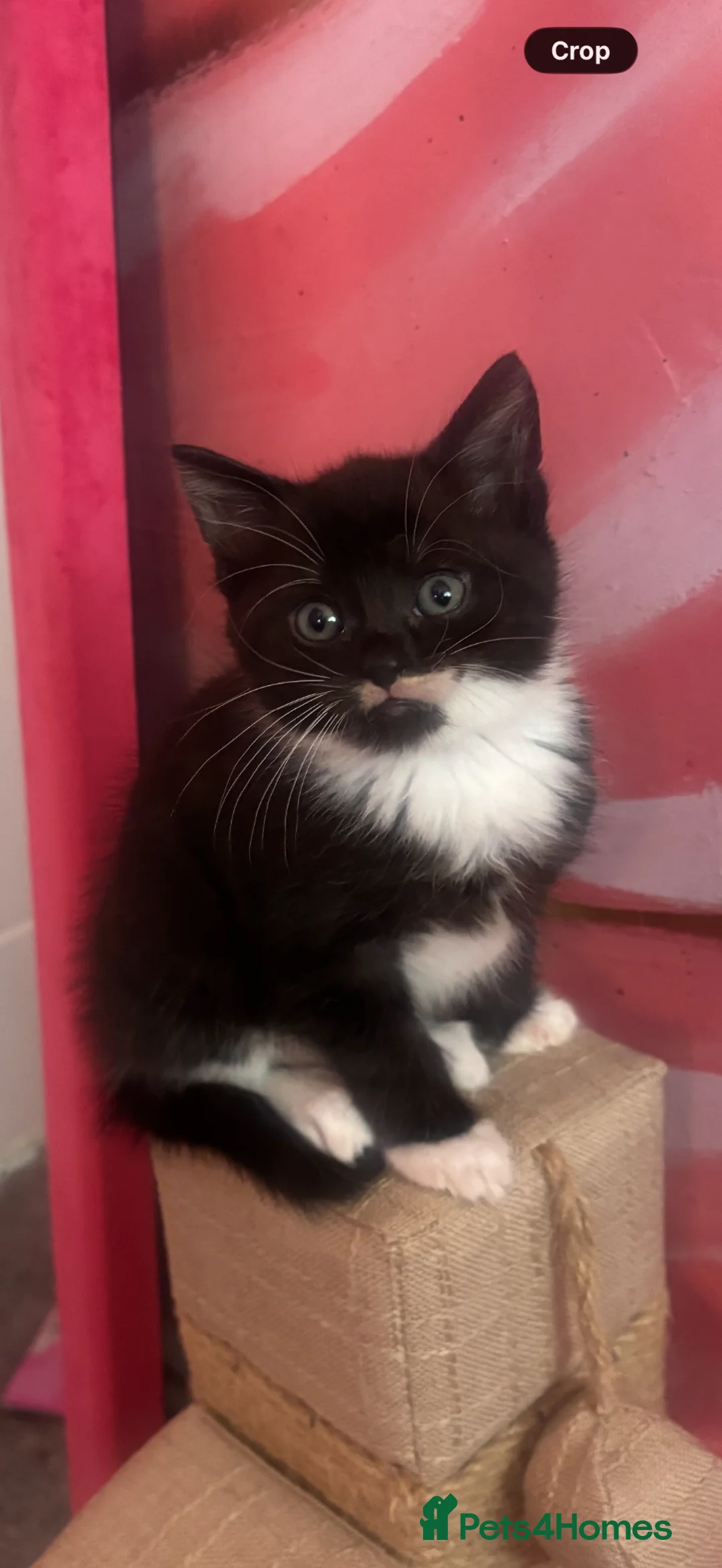 Siamese cats for sale: Cross Siamese kittens ready for there forever home - Advert 15