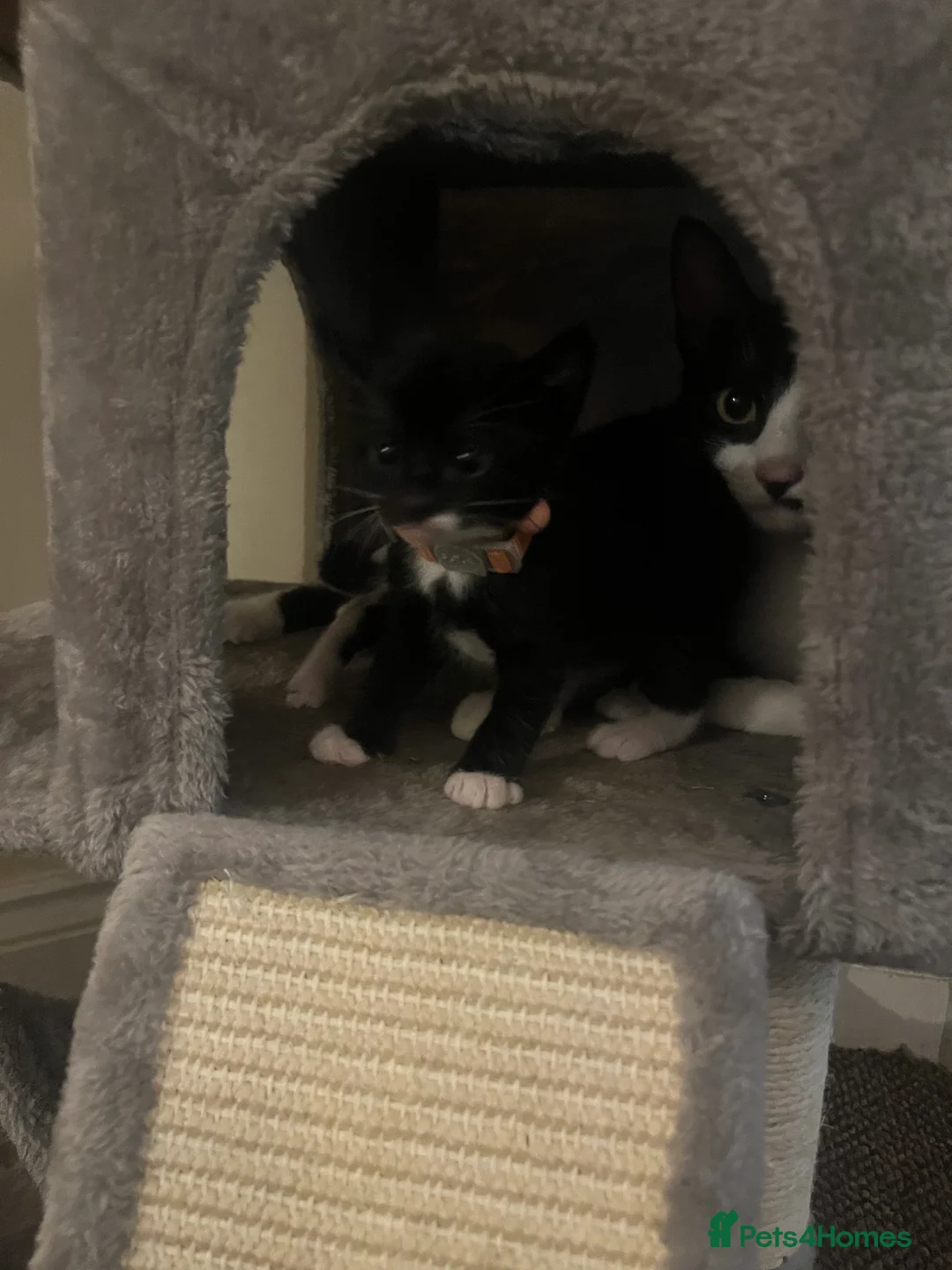 British Shorthair cats for sale: Almost 7 week old kitten looking for future home in Leeds - Advert 2