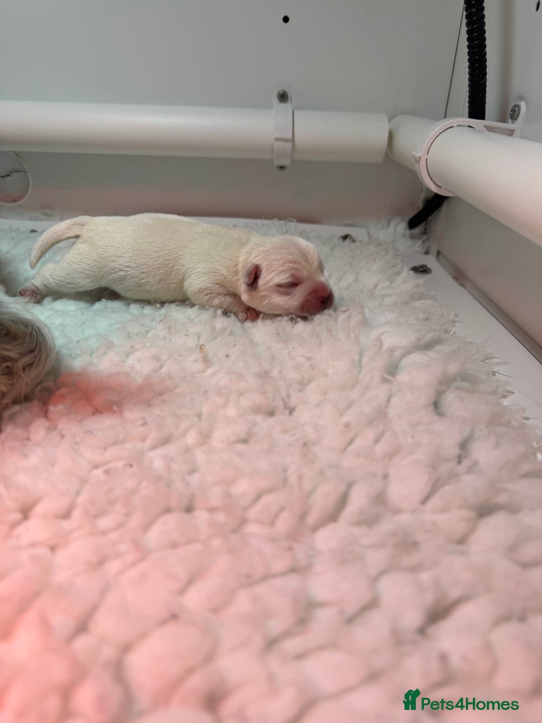 West Highland Terrier dogs for sale: Mr P Bradford  - Image 6
