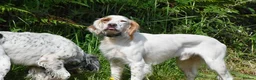 English Setter dogs for adoption: Parchi (Lucas) in Chesterfield - Advert 3
