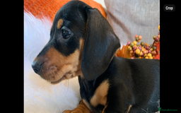 Miniature Dachshund dogs for sale: Minature daschund black and tan female available - Image 18
