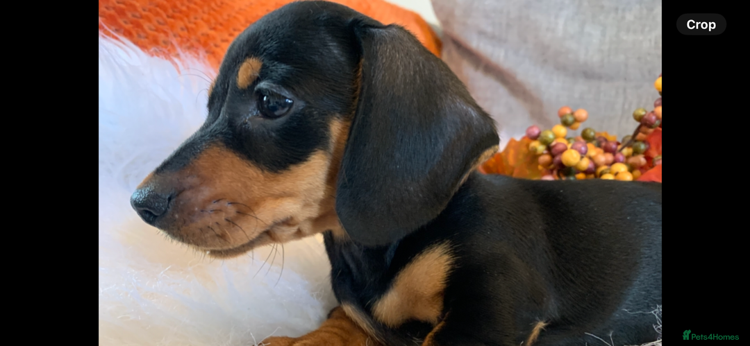 Miniature Dachshund dogs for sale: Minature daschund black and tan female available - Image 18