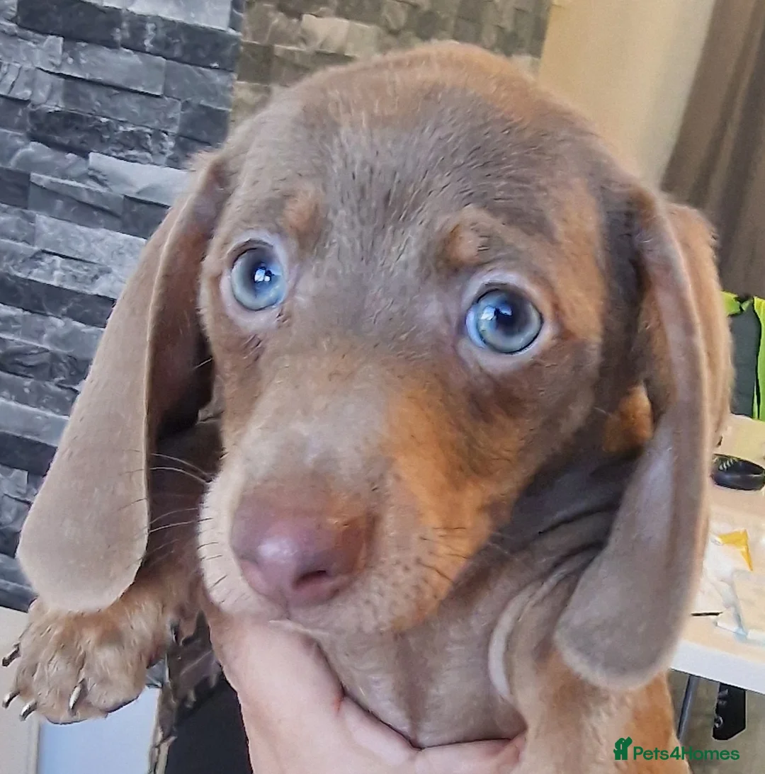 Miniature Dachshund dogs for sale: READY to GO FULL Vac Mini Dachshund smooth  - Advert 10