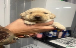 Labrador Retriever dogs for sale: Stunning Labrador puppys - Image 12