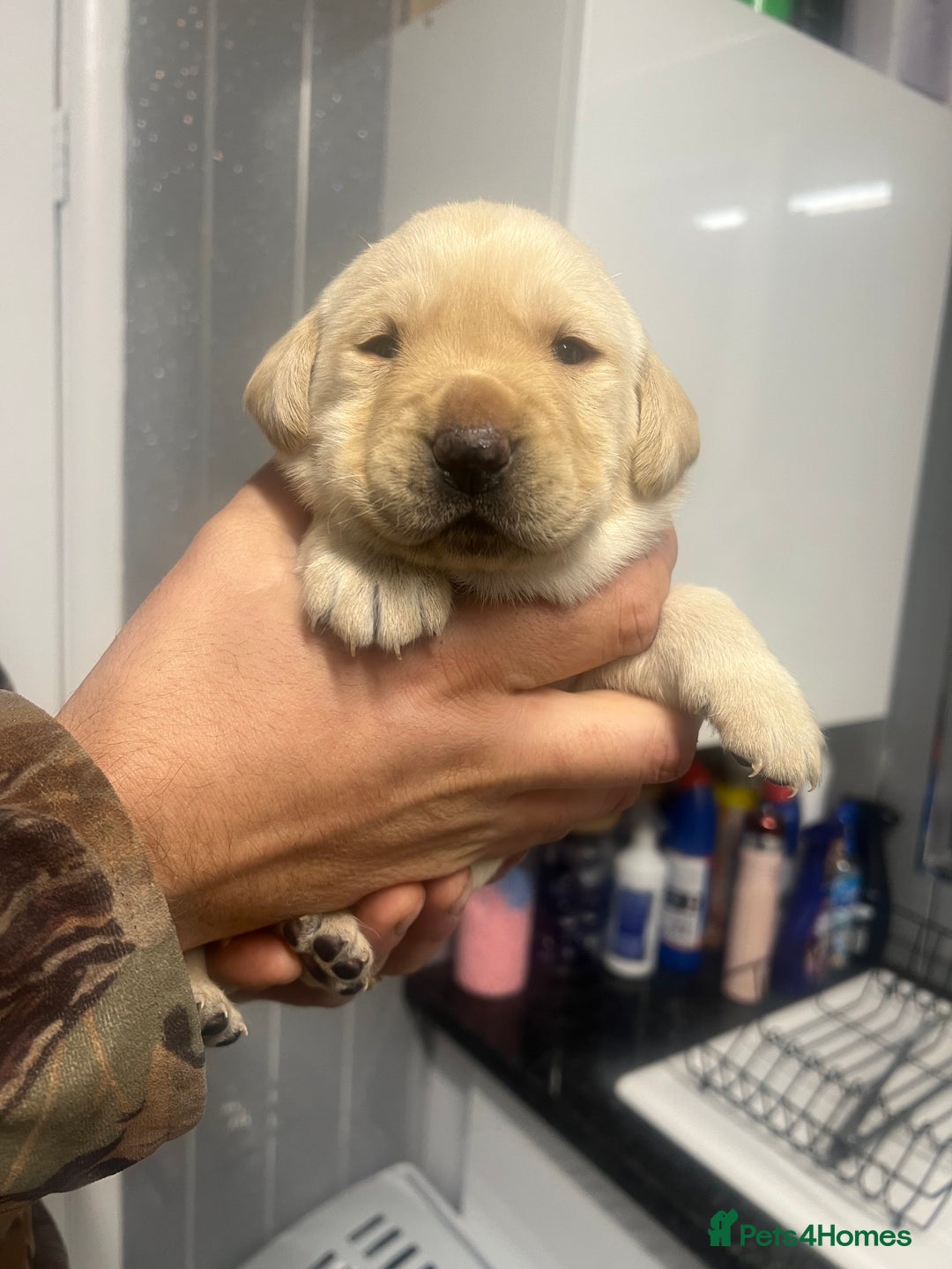 Labrador Retriever dogs for sale: Stunning Labrador puppys - Image 12