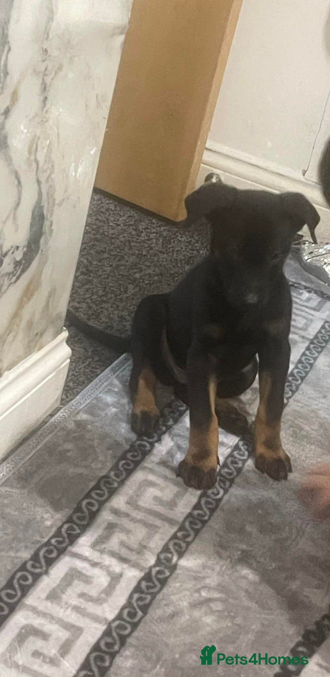 Dobermann dogs for sale: Doberman - Advert 1