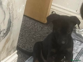 Dobermann dogs Doberman - Advert 1